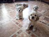 Собаки, щенки Американский коккер, цена 3500 Грн., Фото