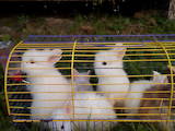 Грызуны Кролики, цена 70 Грн., Фото