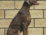 Собаки, щенята Доберман, ціна 20800 Грн., Фото