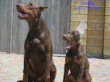 Собаки, щенята Доберман, ціна 20800 Грн., Фото