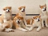 Собаки, щенки Акита-ину, цена 12000 Грн., Фото