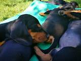 Собаки, щенята Гладкошерста такса, ціна 5500 Грн., Фото