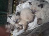 Кішки, кошенята Балінез, ціна 350 Грн., Фото