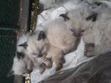 Кішки, кошенята Балінез, ціна 350 Грн., Фото