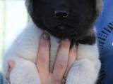 Собаки, щенята Американський акіта, ціна 12000 Грн., Фото