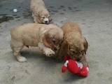 Собаки, щенки Английский коккер, цена 2000 Грн., Фото