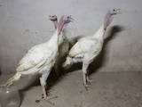 Птицеводство Индюки, цена 47 Грн., Фото