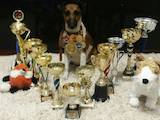 Собаки, щенки Гладкошерстный фокстерьер, цена 4000 Грн., Фото
