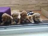 Собаки, щенки Английский коккер, цена 2500 Грн., Фото