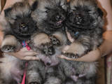 Собаки, щенки Вольфшпиц, цена 13000 Грн., Фото