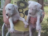 Собаки, щенки Аргентинский дог, цена 7000 Грн., Фото