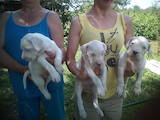 Собаки, щенки Аргентинский дог, цена 7000 Грн., Фото