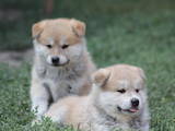 Собаки, щенята Акіта-іну, ціна 6000 Грн., Фото