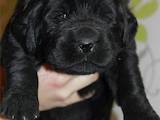 Собаки, щенки Ньюфаундленд, цена 15000 Грн., Фото