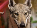 Собаки, щенки Чехословацкий волчак, цена 15000 Грн., Фото