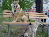 Собаки, щенята Чехословацький Волчак, ціна 15000 Грн., Фото