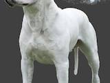 Собаки, щенята Аргентинський дог, ціна 100 Грн., Фото