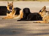 Собаки, щенята Заняття, тренування, Фото