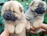 Собаки, щенки Чау-чау, цена 9000 Грн., Фото