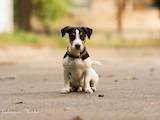 Собаки, щенята Заняття, тренування, ціна 700 Грн., Фото
