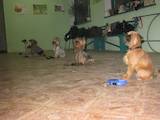 Собаки, щенки Занятия, тренировки, цена 1400 Грн., Фото