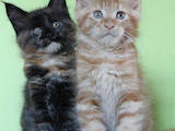 Кішки, кошенята Мейн-кун, ціна 13000 Грн., Фото