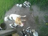 Собаки, щенята Різне, ціна 500 Грн., Фото