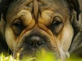 Собаки, щенята Мальоркскій бульдог (Ка Де Бо), ціна 20000 Грн., Фото