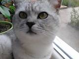 Кошки, котята Шиншилла, цена 400 Грн., Фото