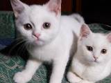 Кошки, котята Шотландская короткошерстная, цена 100 Грн., Фото