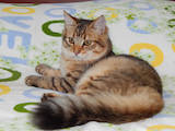 Кошки, котята Сибирская, цена 3500 Грн., Фото
