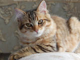 Кішки, кошенята Сибірська, ціна 3500 Грн., Фото