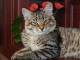 Кошки, котята Сибирская, цена 3500 Грн., Фото
