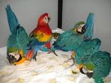Попугаи и птицы Попугаи, цена 25600 Грн., Фото