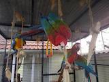 Папуги й птахи Папуги, ціна 25600 Грн., Фото
