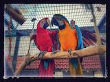 Папуги й птахи Папуги, ціна 25600 Грн., Фото