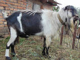 Тваринництво,  Сільгосп тварини Кози, ціна 4500 Грн., Фото