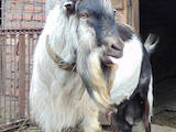 Тваринництво,  Сільгосп тварини Кози, ціна 4500 Грн., Фото