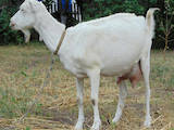 Тваринництво,  Сільгосп тварини Кози, ціна 5000 Грн., Фото