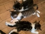 Кошки, котята Неизвестная порода, цена 1 Грн., Фото