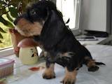 Собаки, щенята Жорсткошерста такса, ціна 10000 Грн., Фото