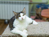Кішки, кошенята Мейн-кун, ціна 2500 Грн., Фото