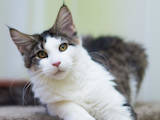 Кішки, кошенята Мейн-кун, ціна 2500 Грн., Фото
