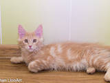 Кішки, кошенята Мейн-кун, ціна 3000 Грн., Фото