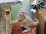 Кішки, кошенята Мейн-кун, ціна 3000 Грн., Фото