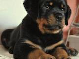 Собаки, щенята Ротвейлер, ціна 2200 Грн., Фото