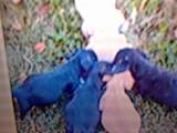 Собаки, щенята Гладкошерста фокстер'єр, ціна 200 Грн., Фото