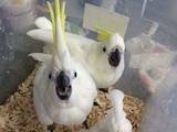 Папуги й птахи Папуги, ціна 26500 Грн., Фото
