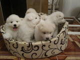 Собаки, щенки Самоед, цена 9000 Грн., Фото