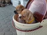 Собаки, щенки Чихуа-хуа, цена 2200 Грн., Фото